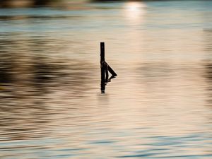 O TRONCO NO LAGO