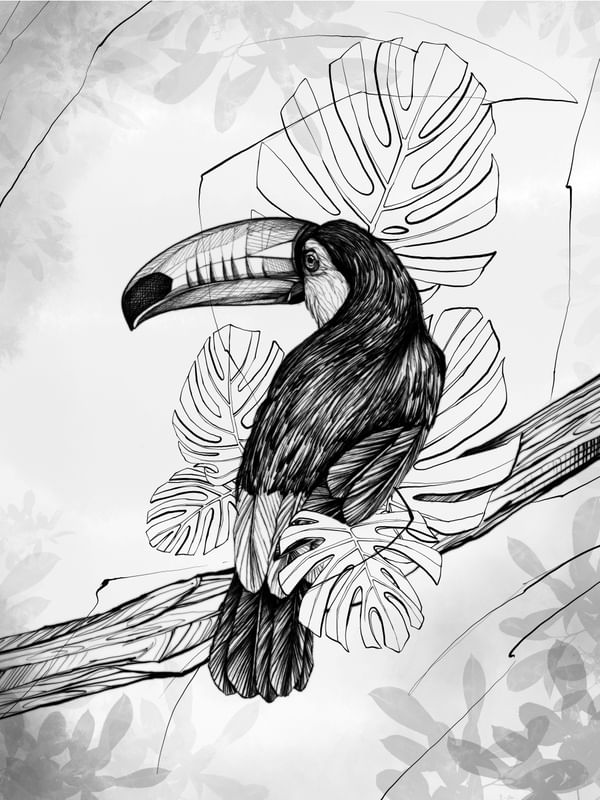 COLEÇÃO AMÉRICA DO SUL - TUCANO-TOCO