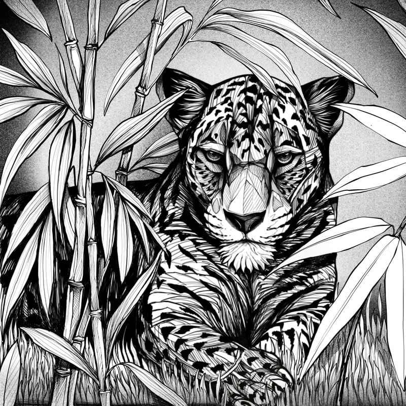 COLEÇÃO AMÉRICA DO SUL - ONÇA-PINTADA