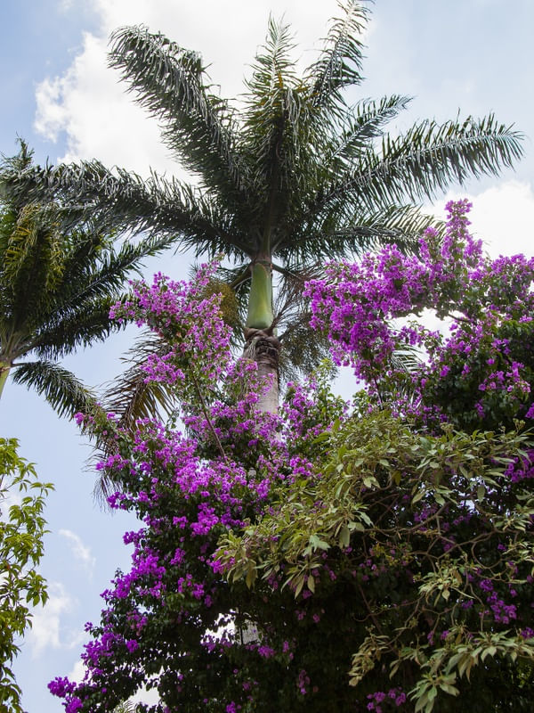 PRIMAVERA E PALMEIRA 4570