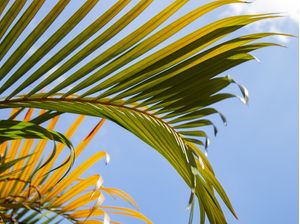 TROPICAL LEAF 4525