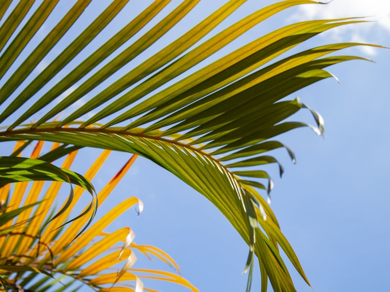 TROPICAL LEAF 4525