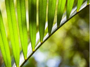 TROPICAL LEAF 4511