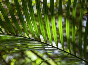 TROPICAL LEAF 4513