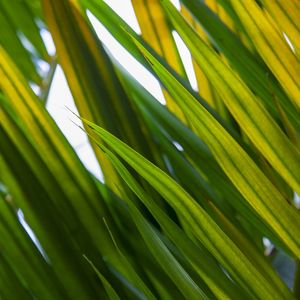 TROPICAL LEAF 4535