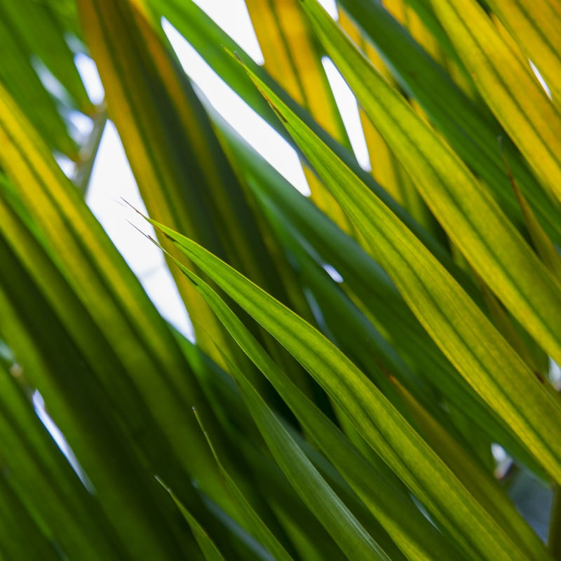 TROPICAL LEAF 4535
