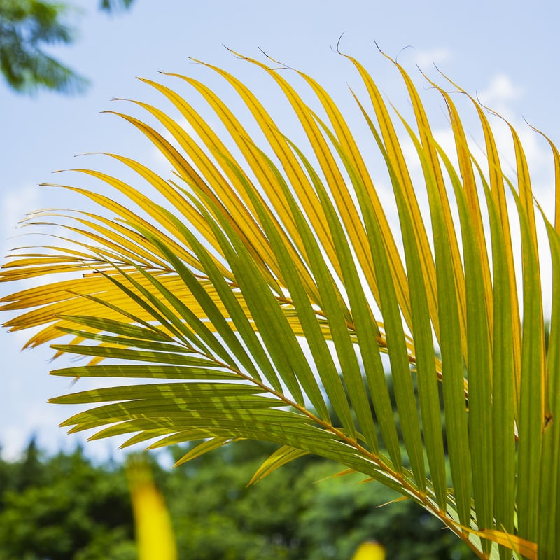 TROPICAL LEAF 4567