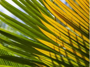 VERDE E AMARELO 4530
