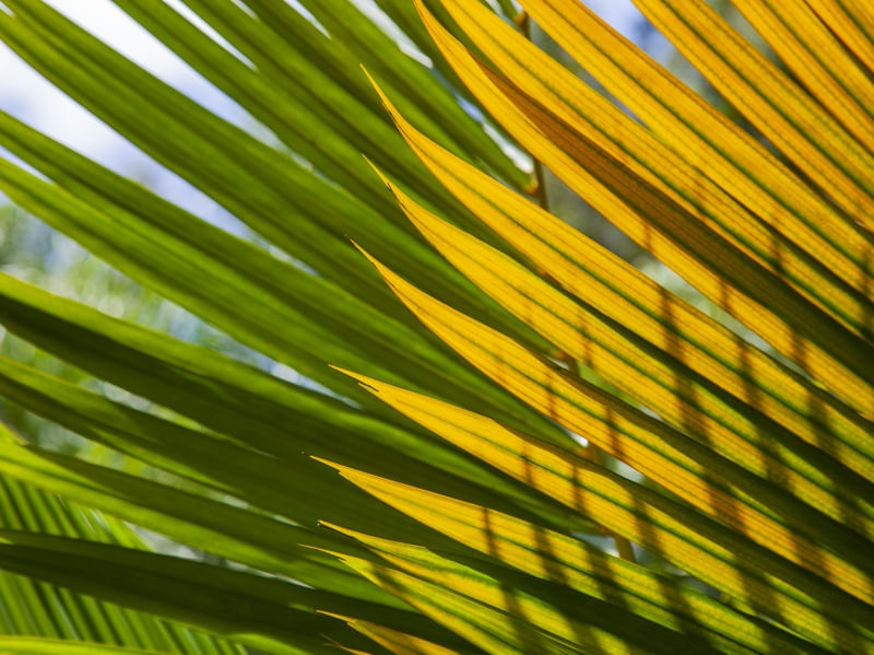 VERDE E AMARELO 4530