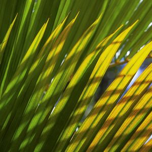 VERDE E AMARELO 4532