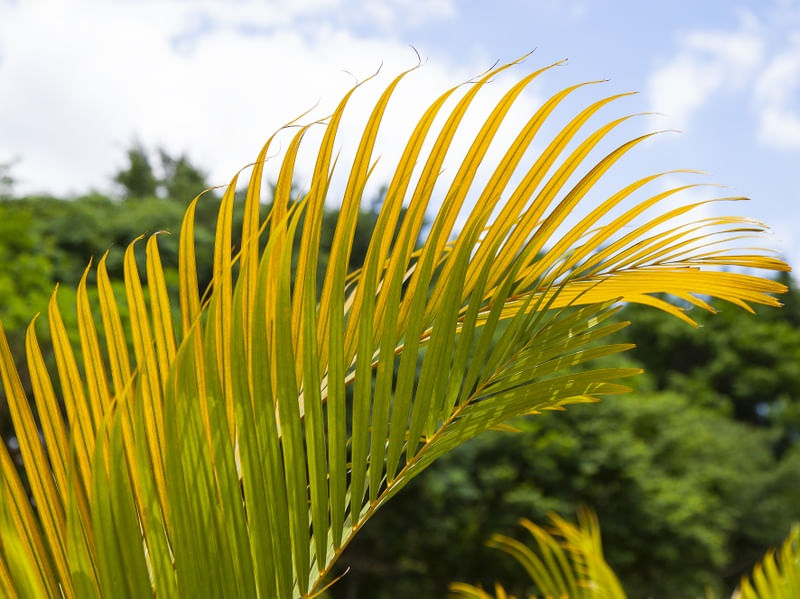 VERDE E AMARELO 4566