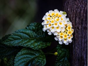 DELICADESA