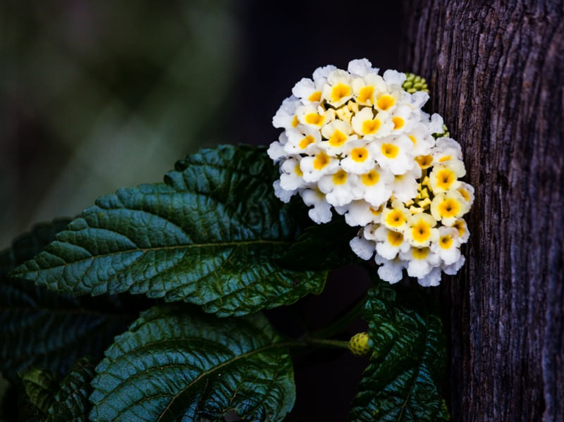 DELICADESA