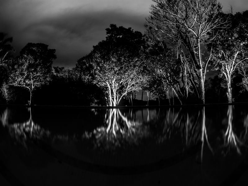 MANGUE NOTURNO