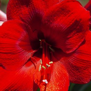RED FLOWER 4594