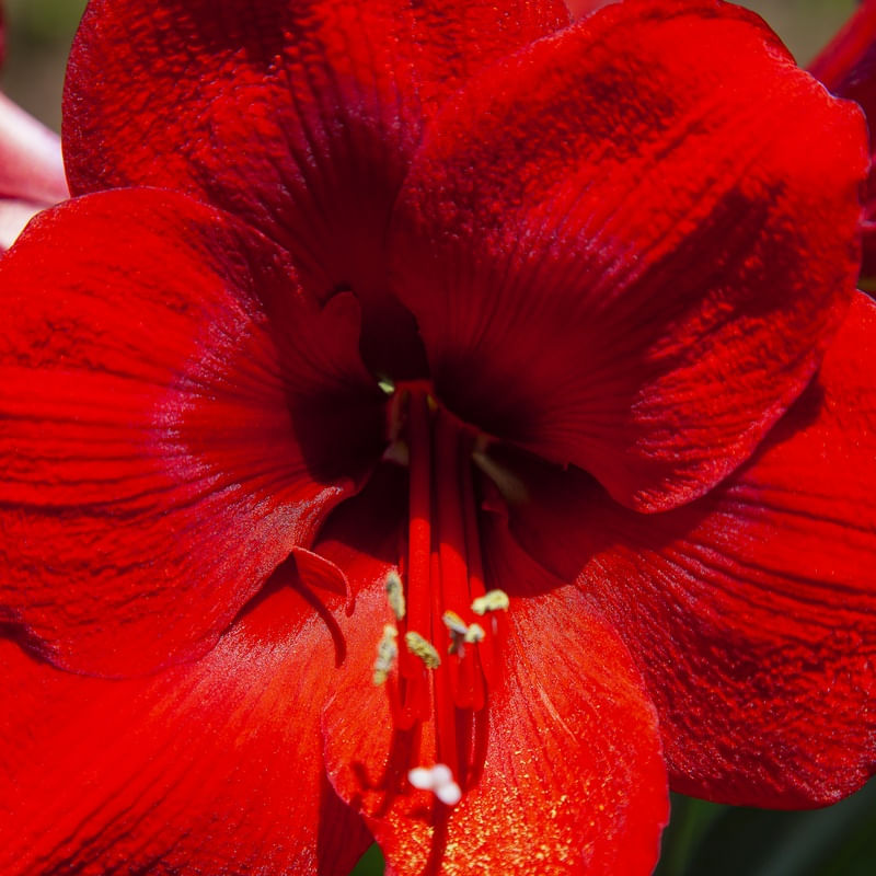 RED FLOWER 4594