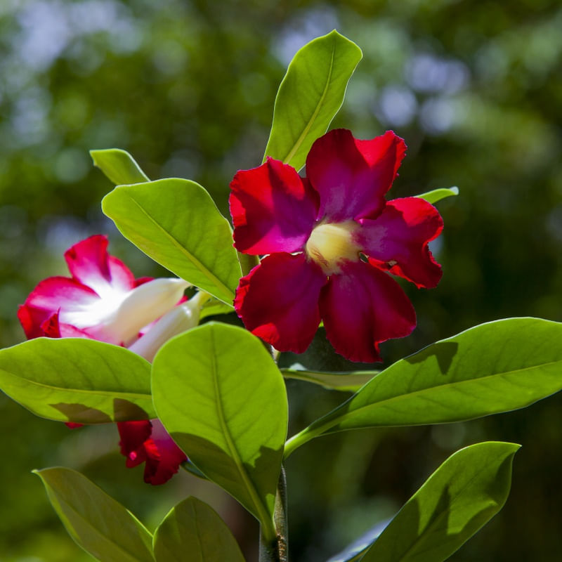 ROSA DO DESERTO 4591