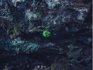 GREEN SPOT