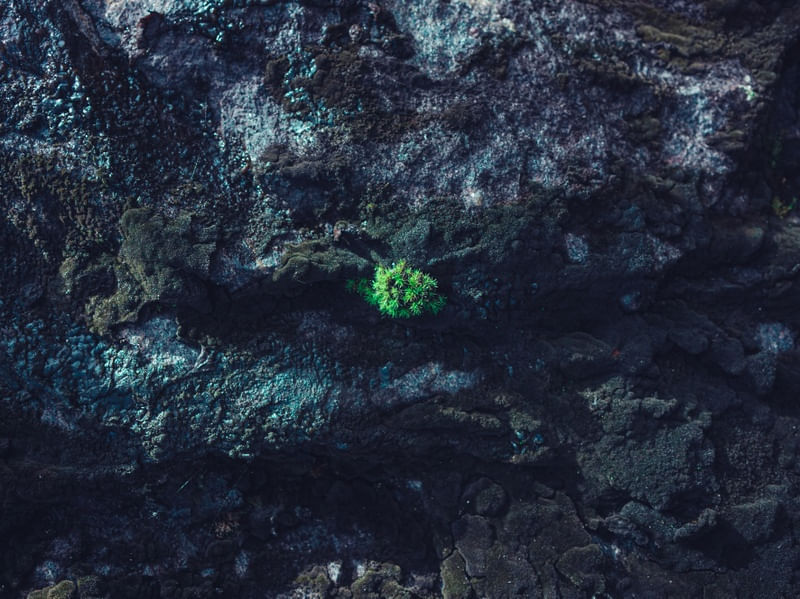 GREEN SPOT
