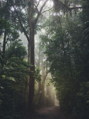 FLORESTA DA TIJUCA FOG