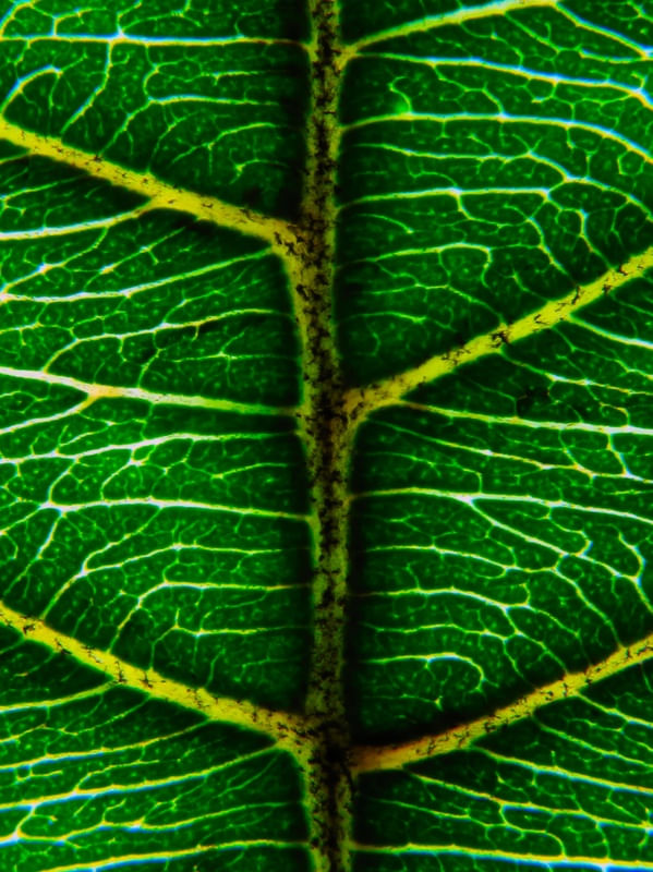 FLORA 6521