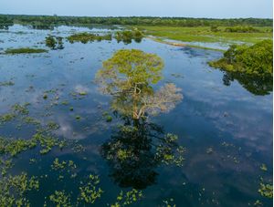 PANTANAL INUNDADO
