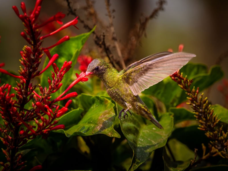 BEIJA-FLOR DO PARAÍSO