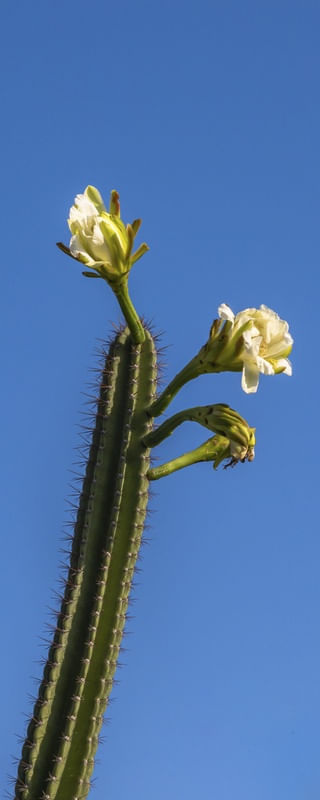 FLOR DO MANDACARU PANORAMA VERTICAL