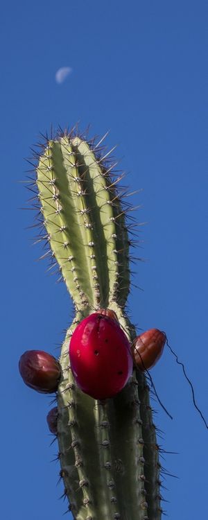 MANDACARU FRUTO PANORÂMICO VERTICAL