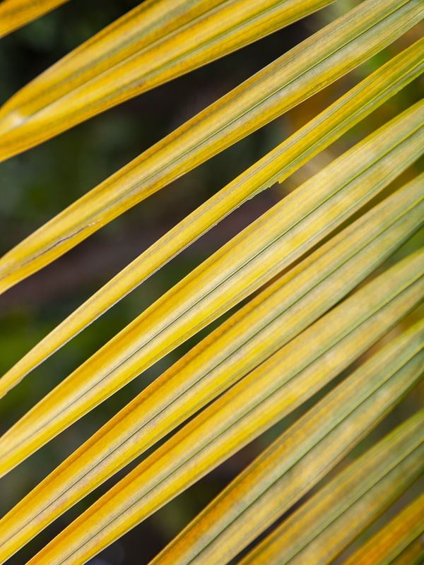 AMARELO E VERDE 4539