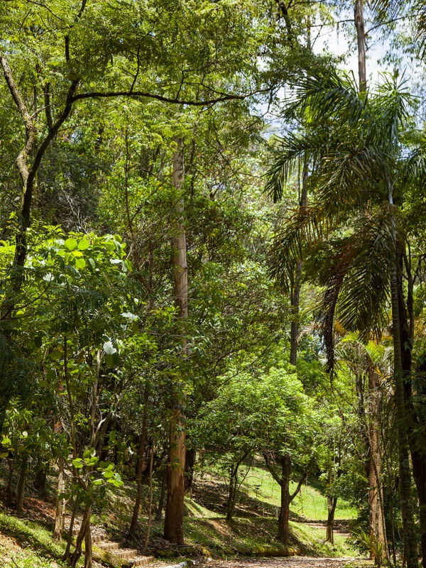 BOSQUE 4555