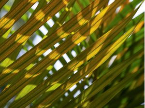 CORES TROPICAIS 4534