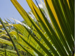 NATUREZA TROPICAL 45
