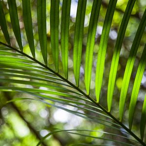 FOLHA TROPICAL 4512