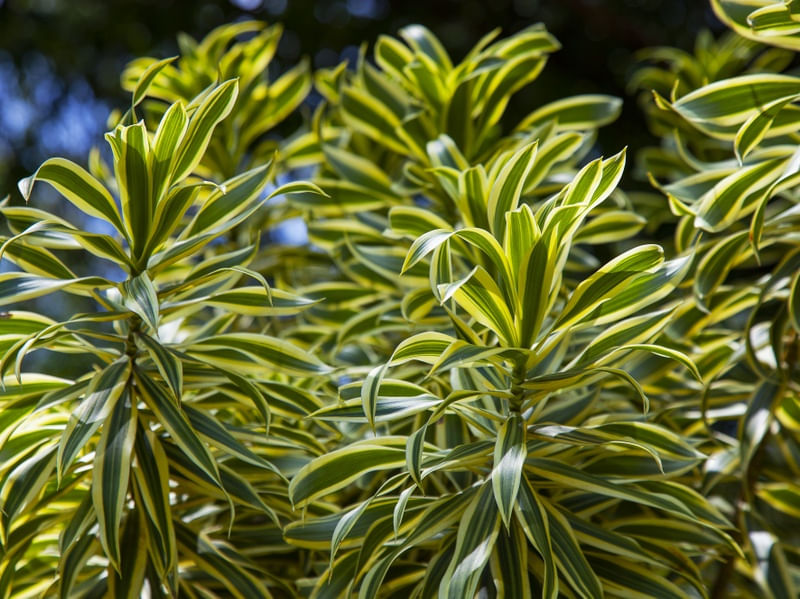 FOLHAGEM VERDE E AMARELA 4515