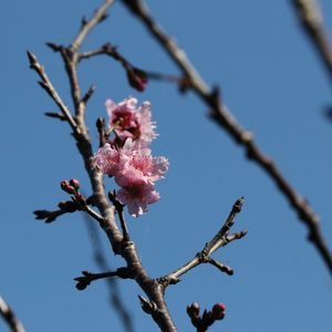 FLOR DE PESSEGUEIRO LB