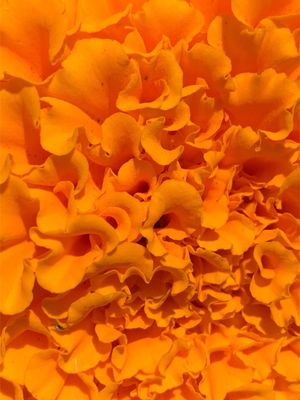 LOVELY ORANGE FLOWERS