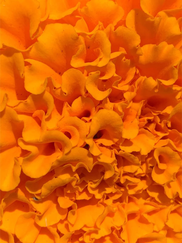 LOVELY ORANGE FLOWERS