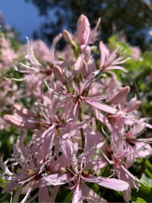 FLORES AUSTRALIANAS
