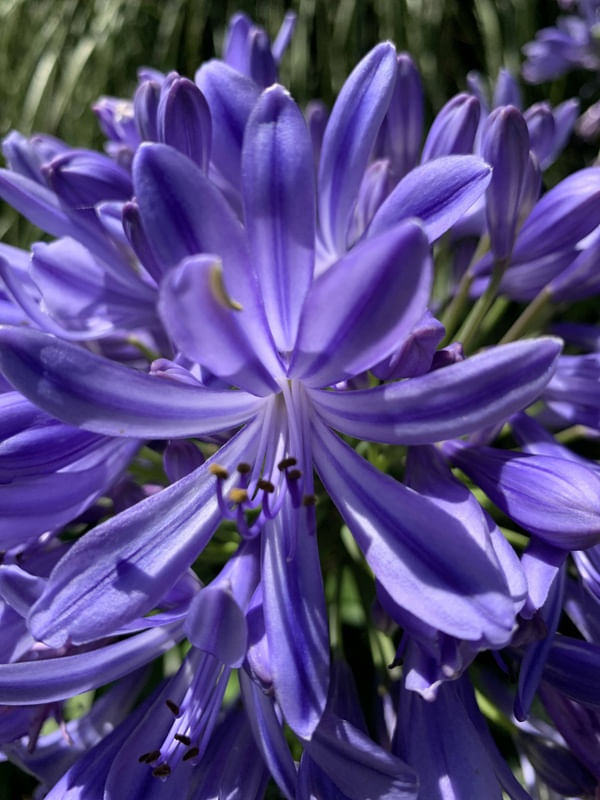 PURPLE FLOWER 1