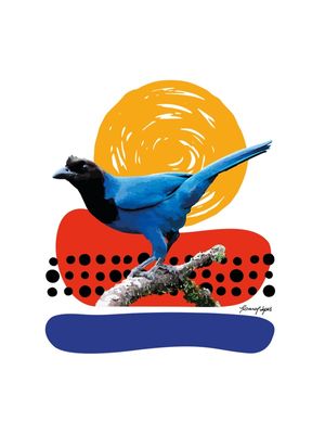 GRALHA AZUL COLOR BLOCK