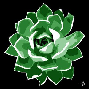 SUCULENTA ECHEVERRIA