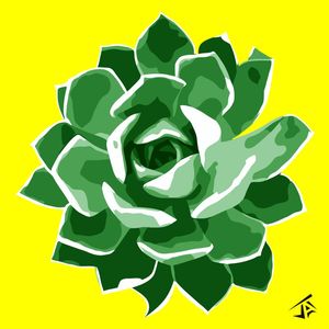 ECHEVERRIA SUCULENTA FUNDO AMARELO
