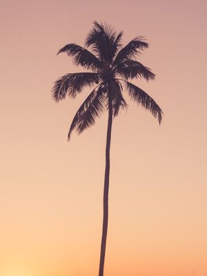 COQUEIRO E VERÃO