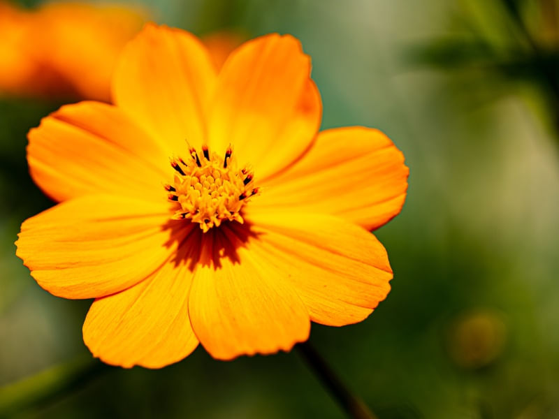 FLOR AMARELA NO JARDIM