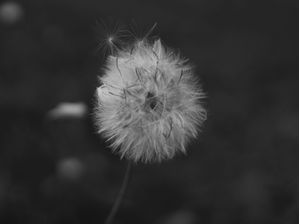 FLOR SIMPLES
