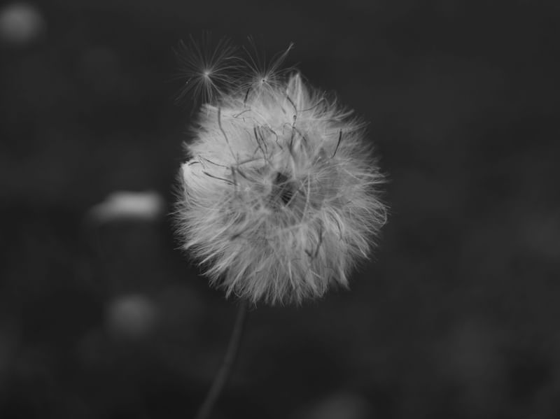 FLOR SIMPLES