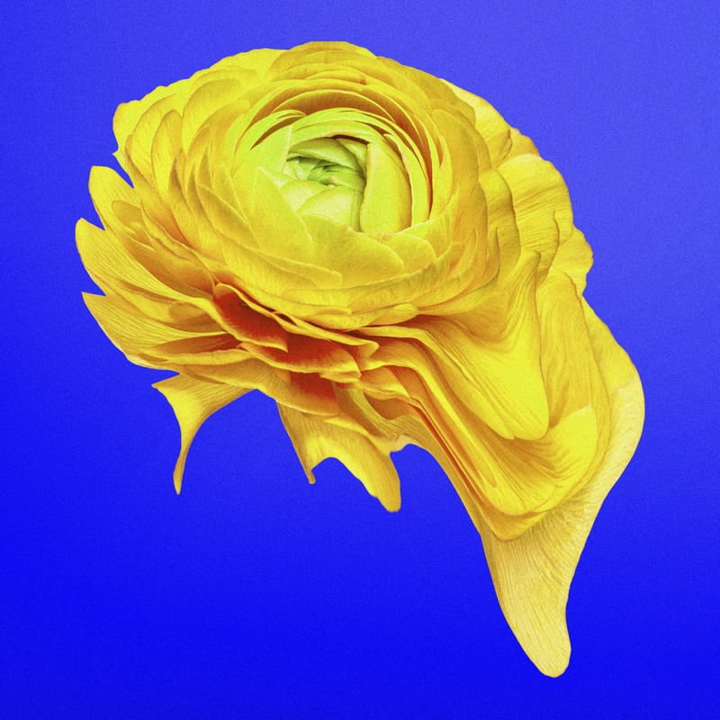 FLOR AMARELA X