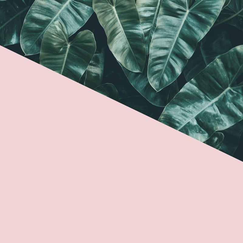 FLORAL E ROSA