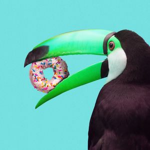 TOUCAN DONUT